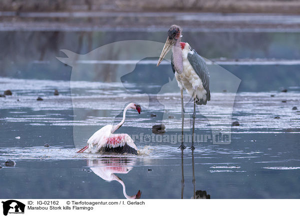 Marabu ttet Flamingo / Marabou Stork kills Flamingo / IG-02162