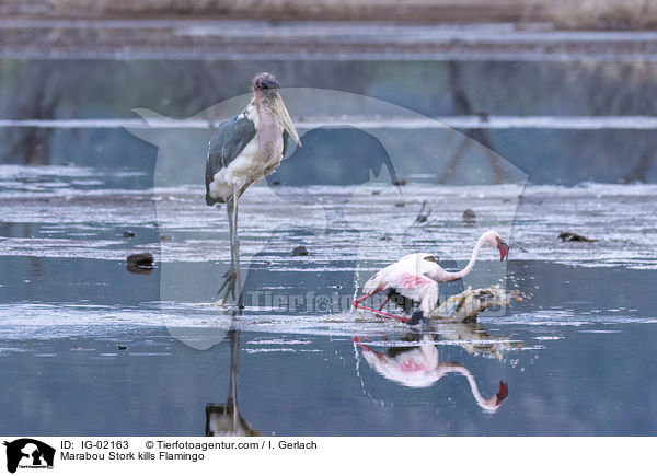Marabu ttet Flamingo / Marabou Stork kills Flamingo / IG-02163