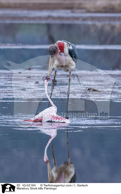 Marabu ttet Flamingo / Marabou Stork kills Flamingo / IG-02164