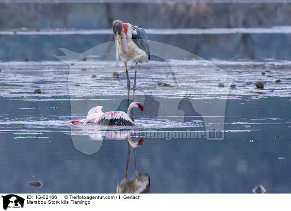 Marabu ttet Flamingo / Marabou Stork kills Flamingo / IG-02166