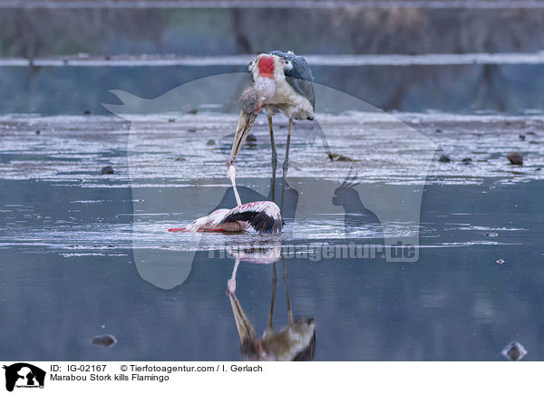 Marabu ttet Flamingo / Marabou Stork kills Flamingo / IG-02167