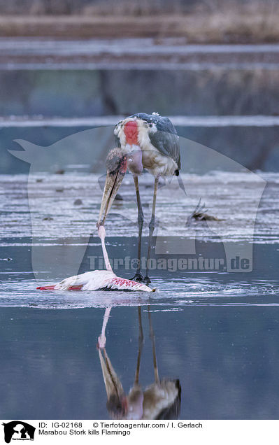Marabu t�tet Flamingo / Marabou Stork kills Flamingo / IG-02168