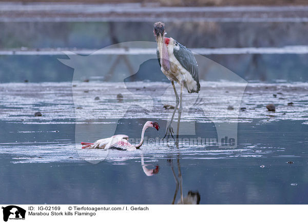Marabu ttet Flamingo / Marabou Stork kills Flamingo / IG-02169