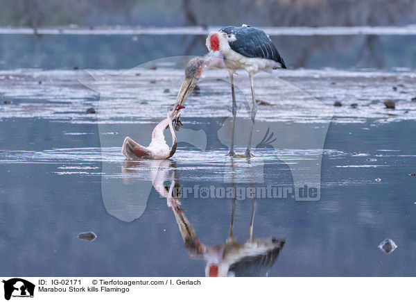Marabu ttet Flamingo / Marabou Stork kills Flamingo / IG-02171