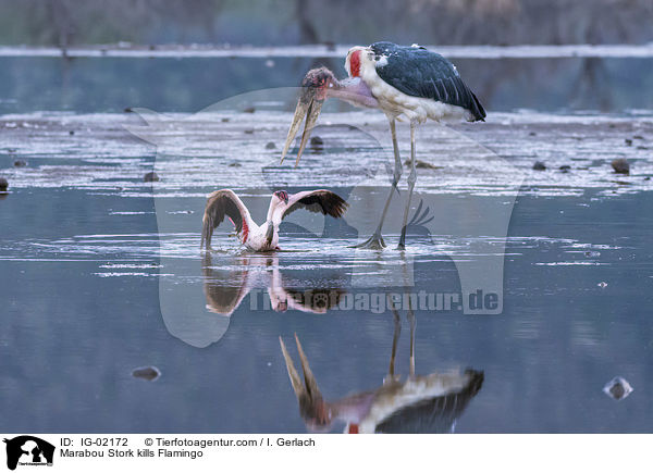 Marabu ttet Flamingo / Marabou Stork kills Flamingo / IG-02172
