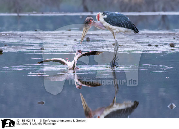 Marabu ttet Flamingo / Marabou Stork kills Flamingo / IG-02173