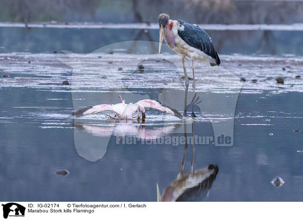 Marabu ttet Flamingo / Marabou Stork kills Flamingo / IG-02174