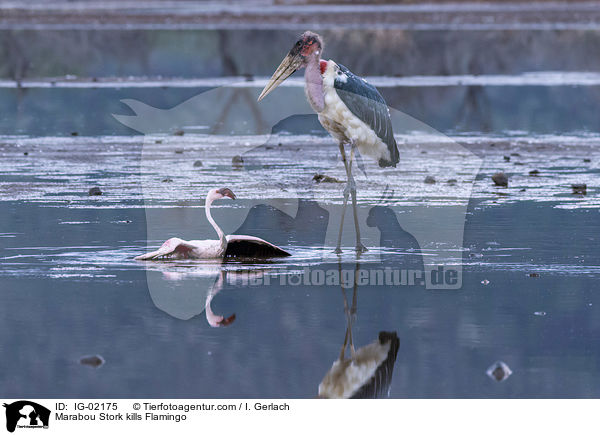 Marabu ttet Flamingo / Marabou Stork kills Flamingo / IG-02175