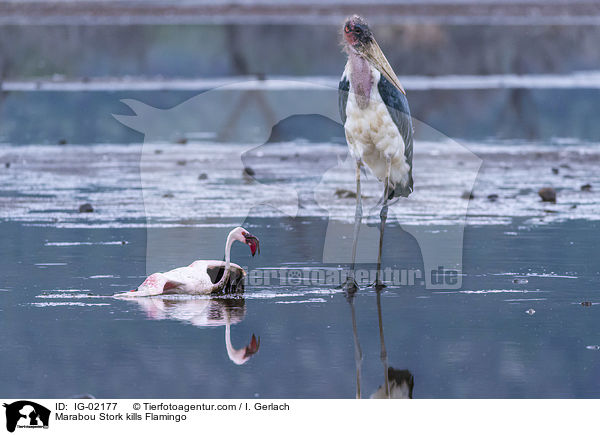 Marabu ttet Flamingo / Marabou Stork kills Flamingo / IG-02177