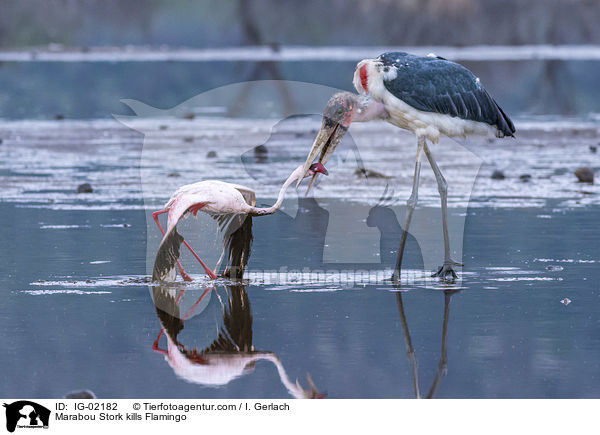 Marabu ttet Flamingo / Marabou Stork kills Flamingo / IG-02182