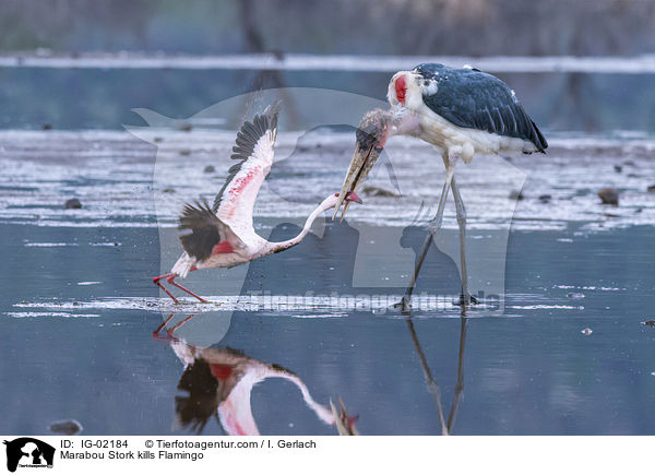 Marabu ttet Flamingo / Marabou Stork kills Flamingo / IG-02184