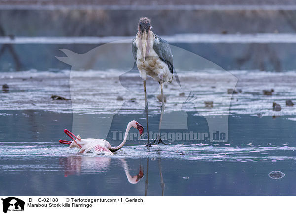 Marabu ttet Flamingo / Marabou Stork kills Flamingo / IG-02188