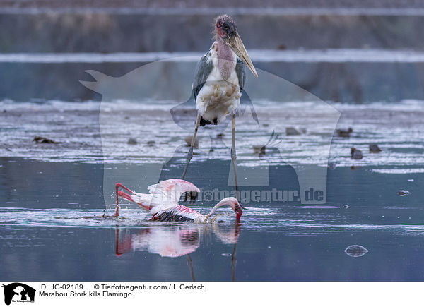 Marabu ttet Flamingo / Marabou Stork kills Flamingo / IG-02189