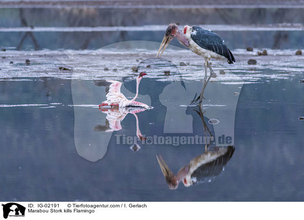 Marabu ttet Flamingo / Marabou Stork kills Flamingo / IG-02191