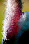 marabou neck