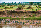 marabous, vultures and nile crocodiles