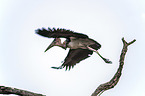 flying Marabou Stork