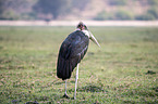 standing Marabou Stork