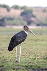 standing Marabou Stork