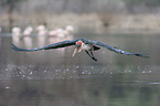 flying Marabou Stork