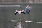 Marabou Stork with Flamingo
