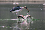 Marabou Stork kills Flamingo