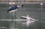 Marabou Stork kills Flamingo