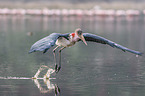 flying Marabou Stork