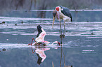 Marabou Stork kills Flamingo