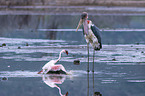 Marabou Stork kills Flamingo