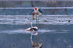 Marabou Stork kills Flamingo