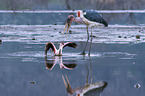 Marabou Stork kills Flamingo