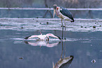 Marabou Stork kills Flamingo