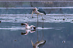 Marabou Stork kills Flamingo