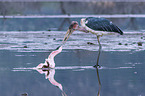 Marabou Stork kills Flamingo
