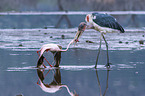 Marabou Stork kills Flamingo