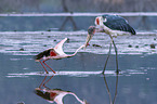 Marabou Stork kills Flamingo