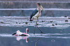 Marabou Stork kills Flamingo