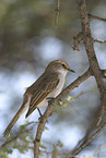 Marico flycatcher