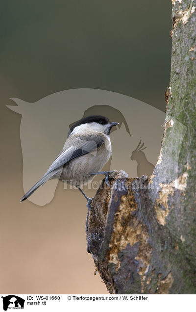 marsh tit / WS-01660