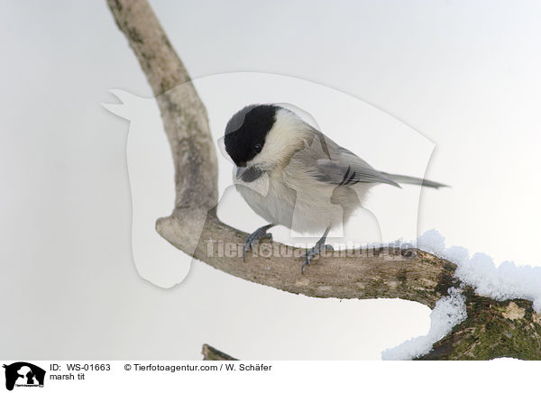 Sumpfmeise / marsh tit / WS-01663