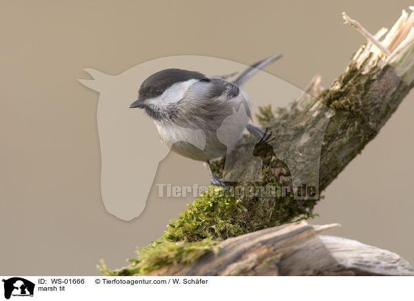 marsh tit / WS-01666