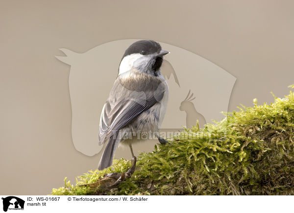 Sumpfmeise / marsh tit / WS-01667