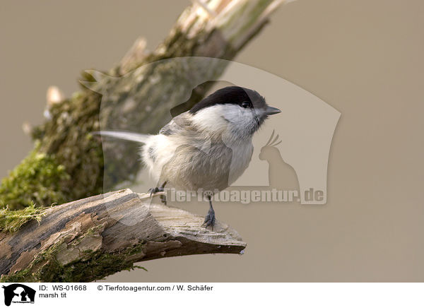 Sumpfmeise / marsh tit / WS-01668