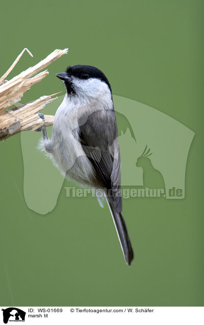 Sumpfmeise / marsh tit / WS-01669