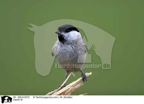 Sumpfmeise / marsh tit / WS-01670