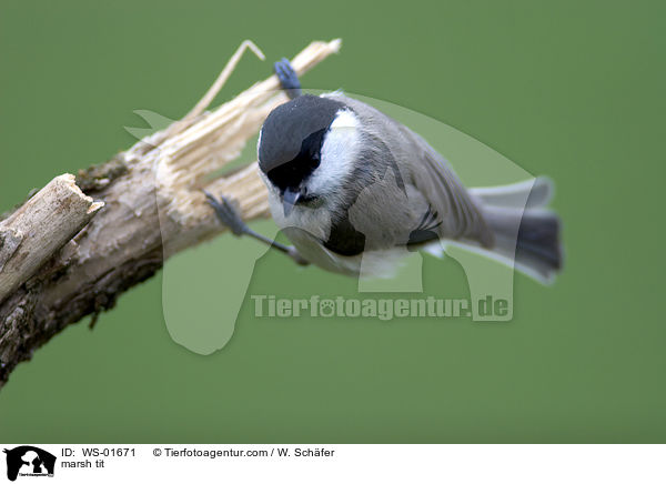 Sumpfmeise / marsh tit / WS-01671