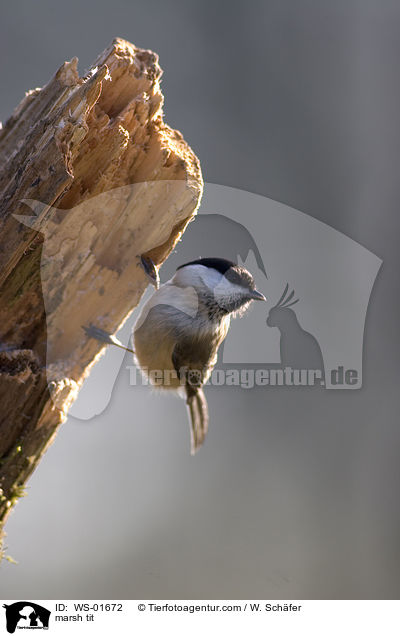 marsh tit / WS-01672