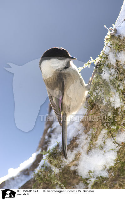 marsh tit / WS-01674