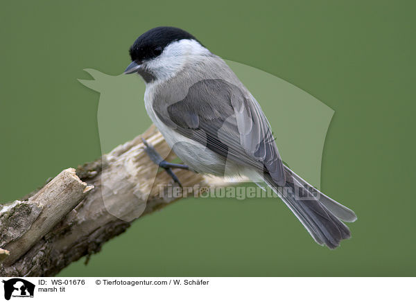 Sumpfmeise / marsh tit / WS-01676